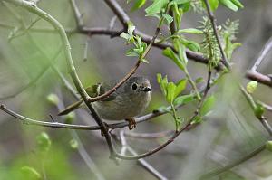 Kinglet, Ruby-crowned, 2025-05077582 Parker River NWR, MA